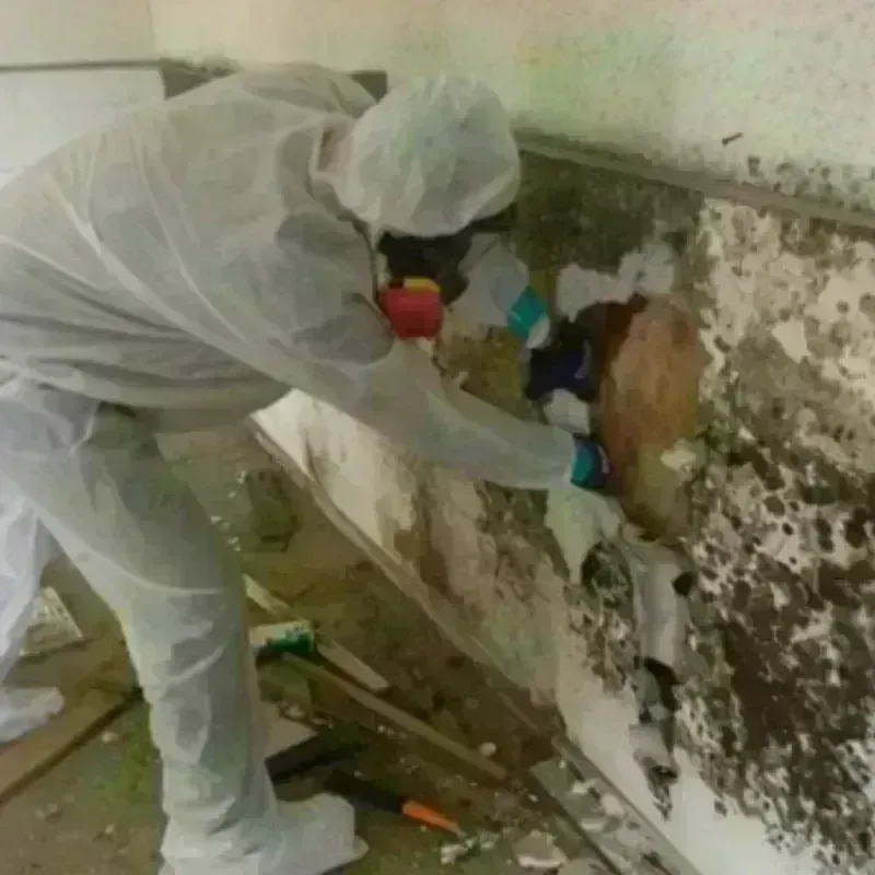 Mold Remediation and Removal in Riverdale, NJ